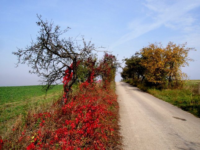 jesenná cesta