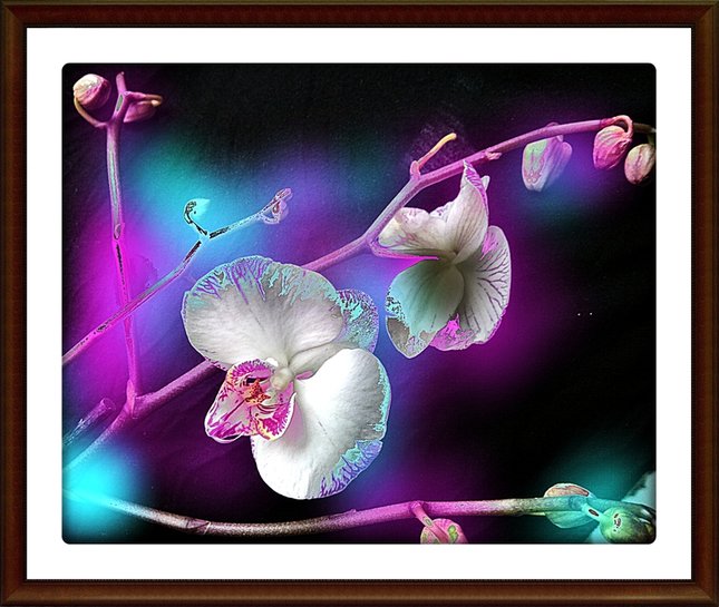 Orchidea