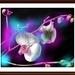 Orchidea