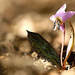 Kandík psí zub (Erythronium dens-canis)