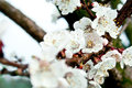 Prunus cerasus