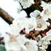 Prunus cerasus