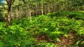 V lese (pano 5x3 ,photomatix)