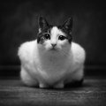 hypnotic cat