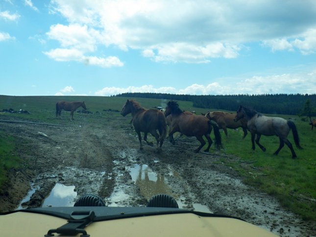 Wild horses