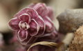 Lathrea squamaria