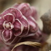 Lathrea squamaria