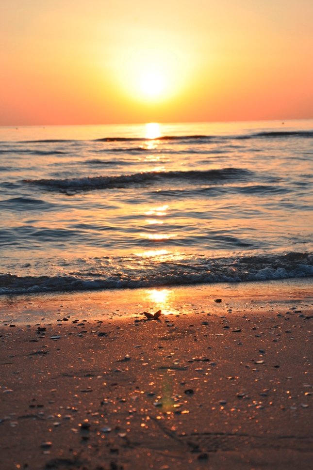 Shell