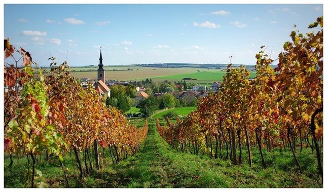 vinice
