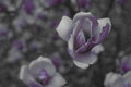 magnolia