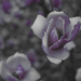 magnolia