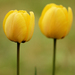 yellowed
