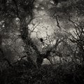 Tree Woman