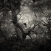 Tree Woman
