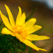 Adonis vernalis