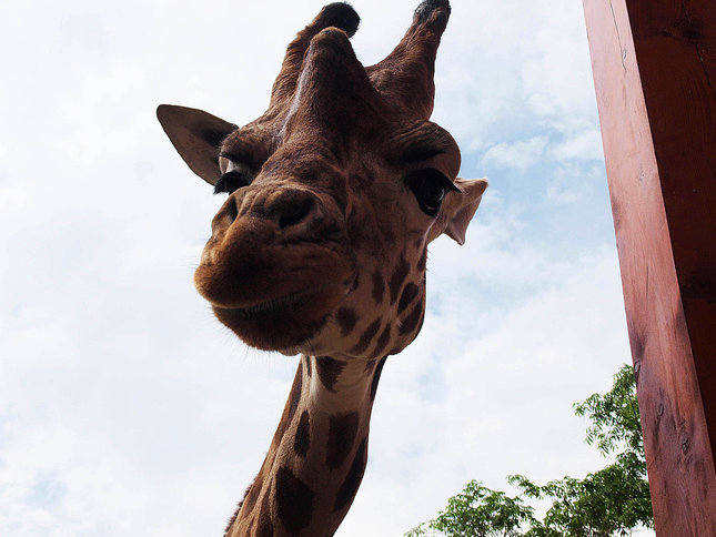 Giraffe