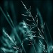Elven dream