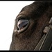 because eyes ...
