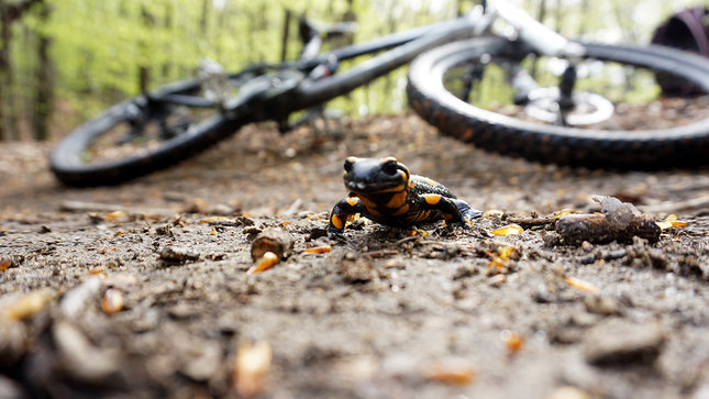 salamander a bike