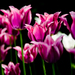 tulipan
