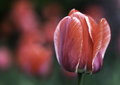tulipán