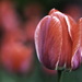 tulipán