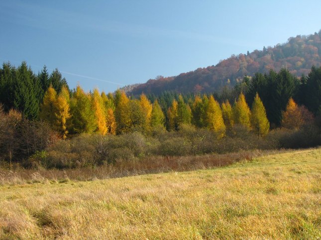 Žltý strážcovia