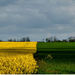 tricolor of nature ...