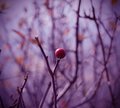 Ypsilon