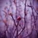 Ypsilon