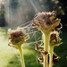 Prebúdzanie...