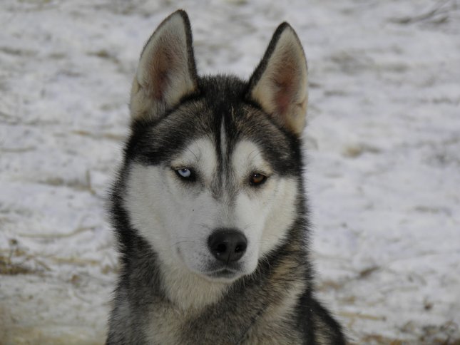 Sibirský Husky