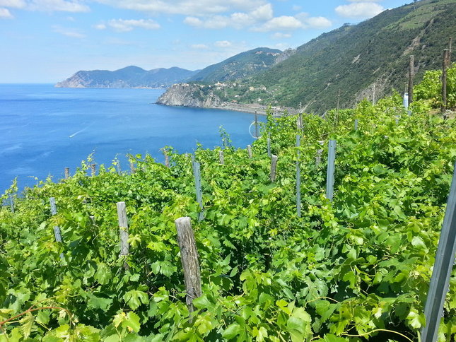 Corniglia z vinohrad
