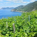 Corniglia z vinohrad