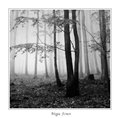 Magic Forest