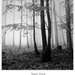 Magic Forest
