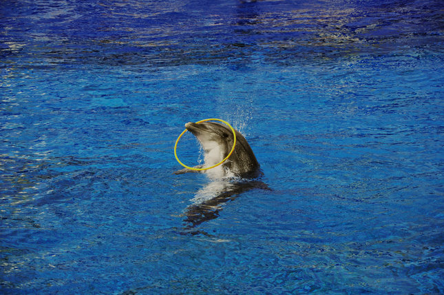 dolphin show