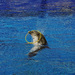 dolphin show