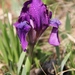 Kosatec nízky (Iris pumila)