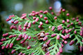 Thuja standishii
