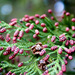 Thuja standishii
