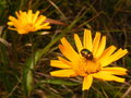 kvetinka