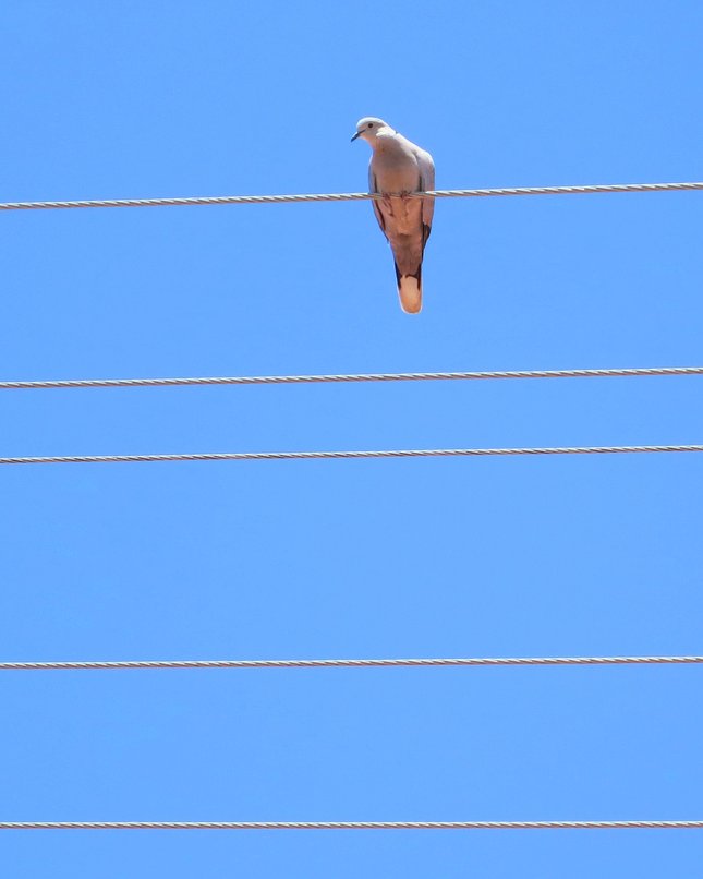 vtáčik čakajúci kým mu vietor priveje družku