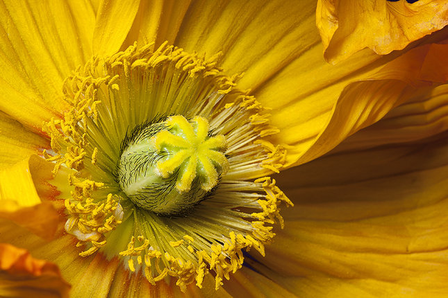 yellow poppy