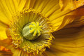 yellow poppy