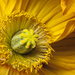 yellow poppy