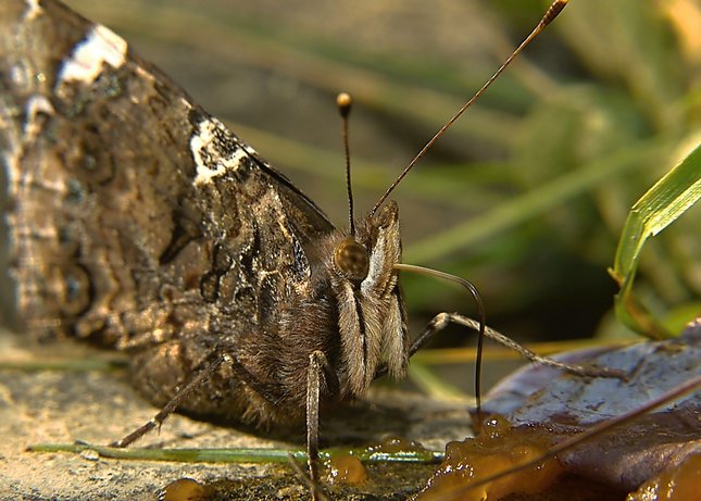 motyl na obede :-)