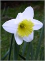 Narcis