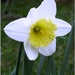 Narcis