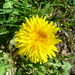 jar-púpava,jar-fialka